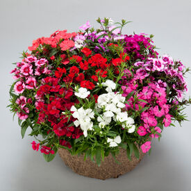 Mix Diamond, Dianthus